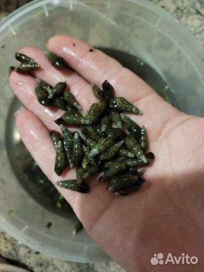 Мелания улитка