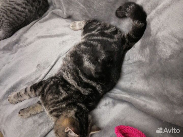 Котик в дар
