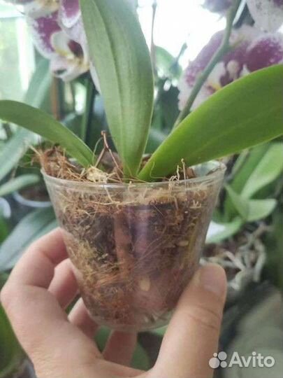 Орхидея фаленопсис детка