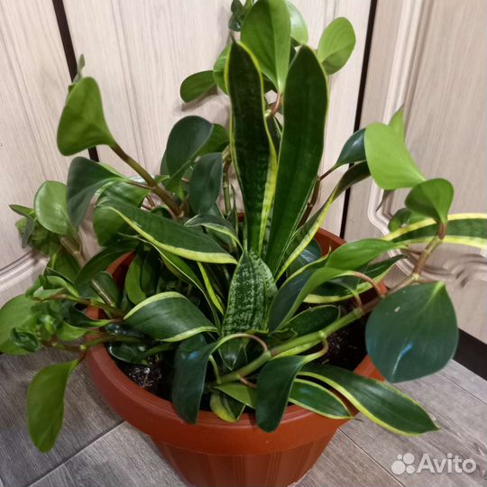 Цветочный микс