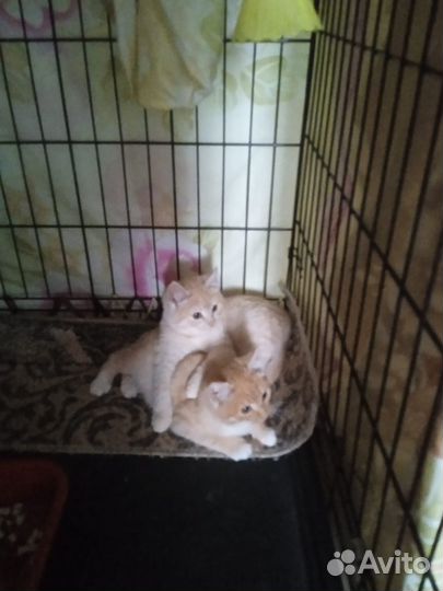 Спасенные котята