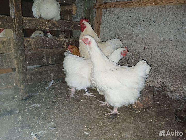 Куры Орпингтон