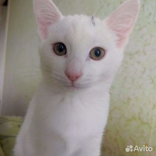 Отдам котёнка в добрые руки