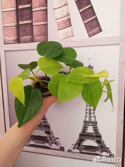 Цветы комнатные