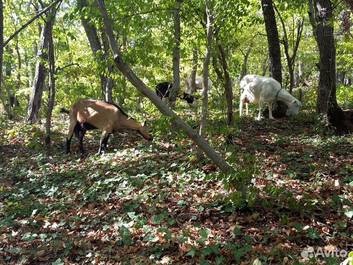 Натуральное козье молоко и сыр