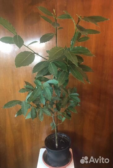 Лавр благородный