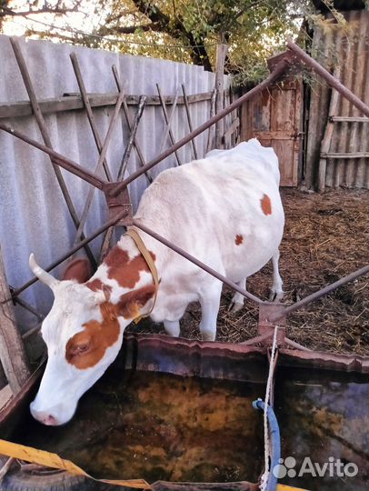 Коровы дойные молочные