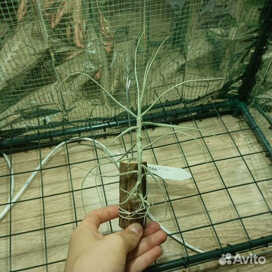 Тилландсия Tillandsia