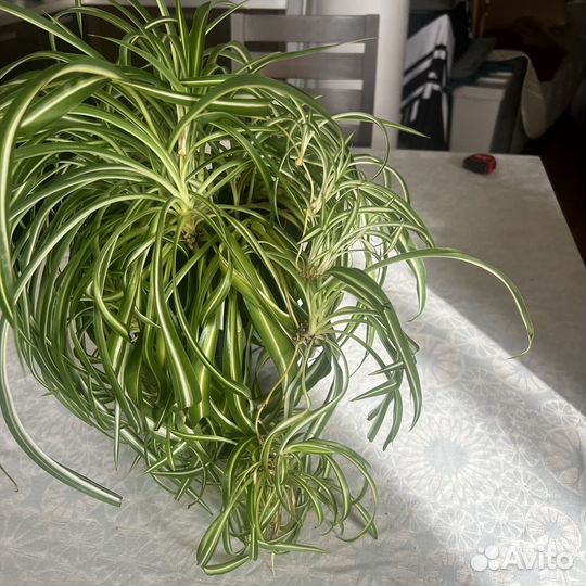 Хлорофитум кудрявый