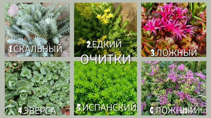 Маргаритки и цветы для горки. Ячмень гривастый