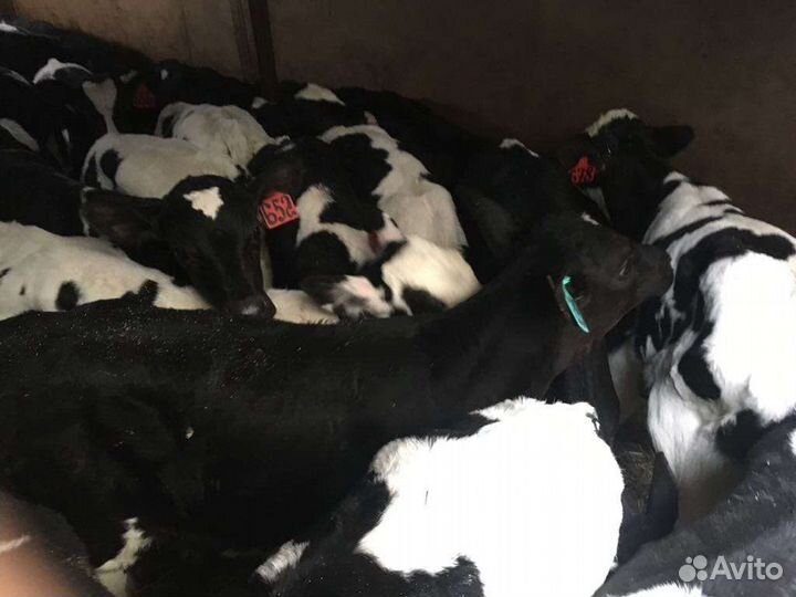 Бычки телята