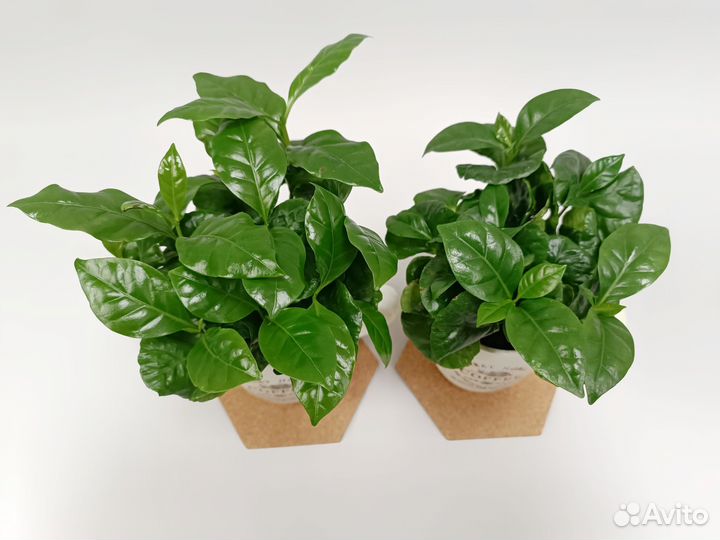 Кофе в кружке