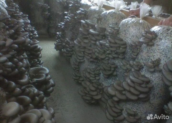 Мицелии грибов вешенка