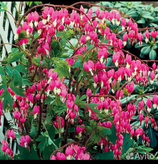 Садовые растения