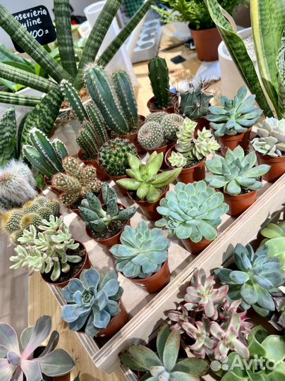 Суккуленты в наличии