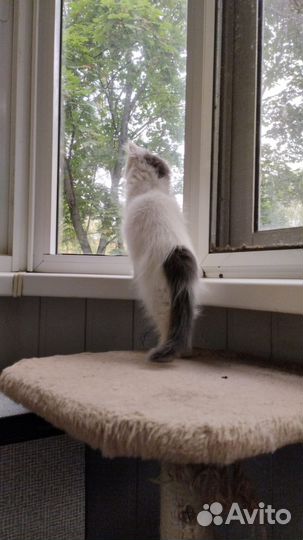 Нежный домашний котенок ждёт Вас