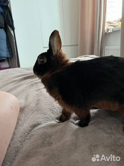 Гостиница для животных