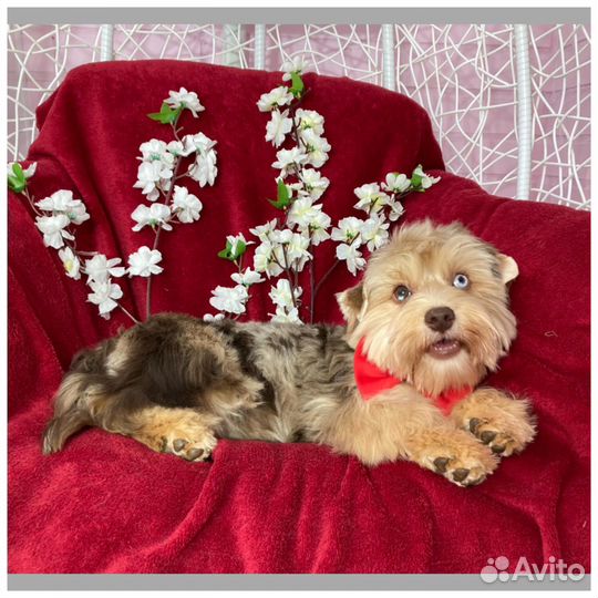 Крупный йорк девочка мраморная