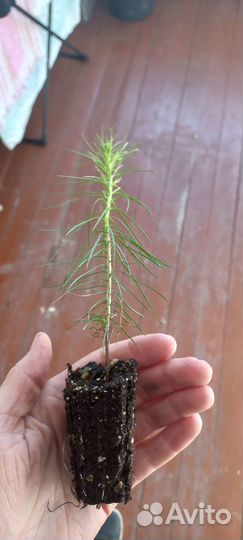 Сосна, ель сеянцы с окс и зкс