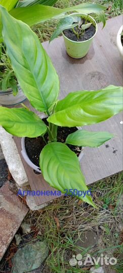 Комнатные растения