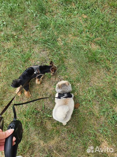 Передержка кошек и собак домашняя. Зоогостиница