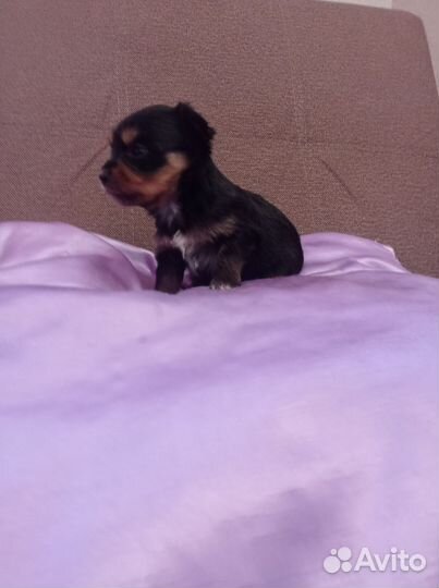 Йоркширский терьер