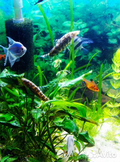 Аквариумная рыбка Боция