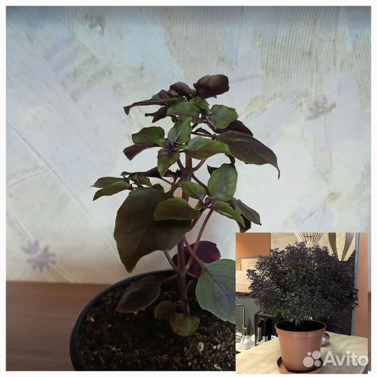 Базиликовое дерево пикси вуд