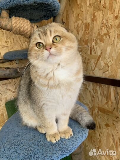 Шотландский кот на вязку