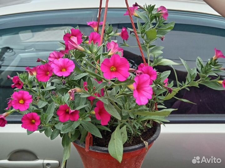 Кашпо с петунией