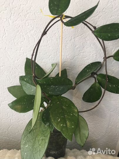 Карноза Молодые саженцы