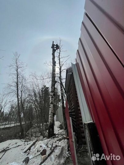 Валка деревьев, спил, удаление, расчистка