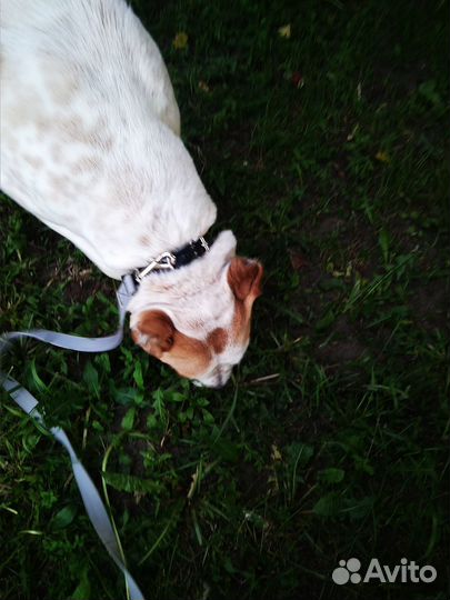 Собака Алабай девочка (1,8)