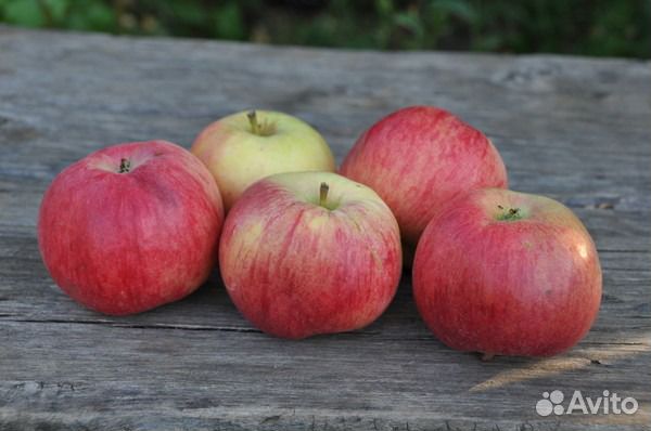 Саженцы плодовых и ягодных культур