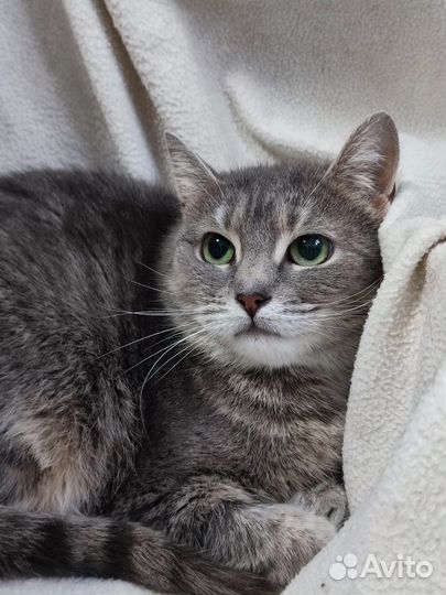 Кошка в дар