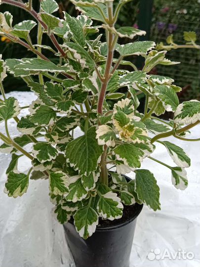 Плектрантус ампельный