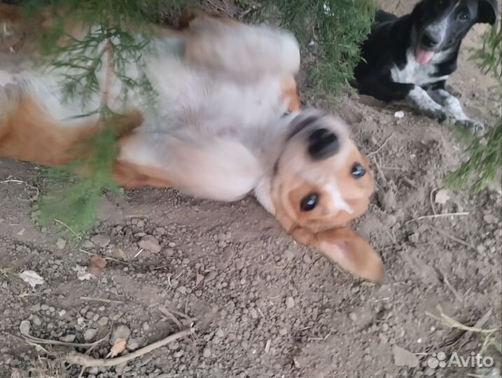 Отдам бесплатно