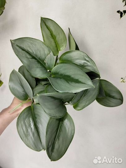 Ампельные растения.Сциндапсус,эпипремнум