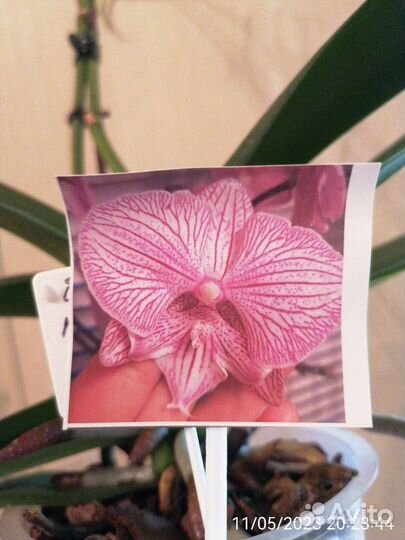 Орхидея фаленопсис биглип Manta breathe