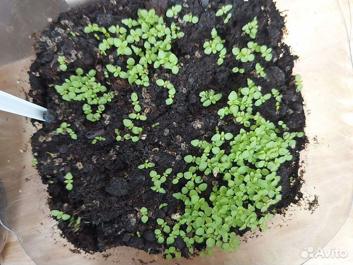 Павловния семена минус 34 градусов