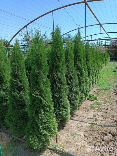 Туи смарагд Голландия