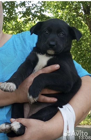 Щеночек, глазки разные, голубой и карий