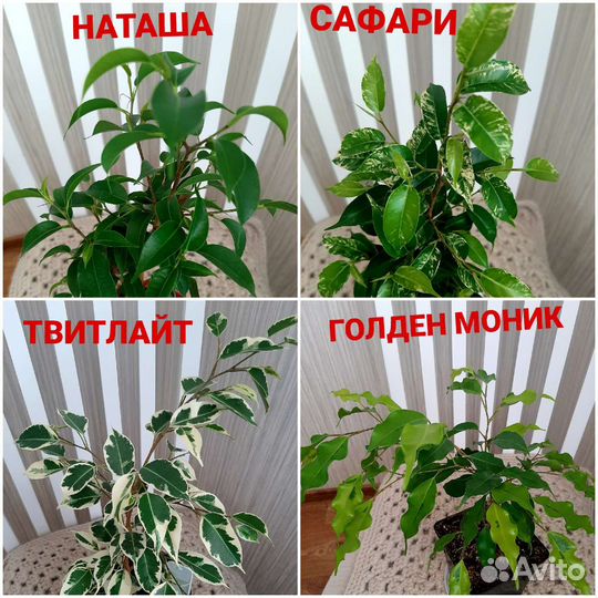 Сортовые фикусы