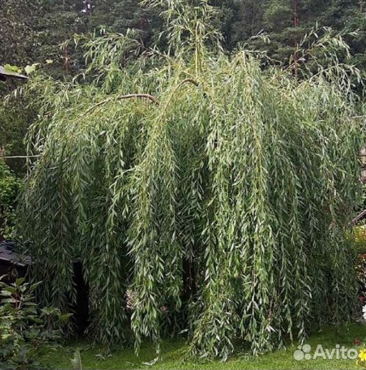 Ива плакучая саженцы черенки с корневой системой