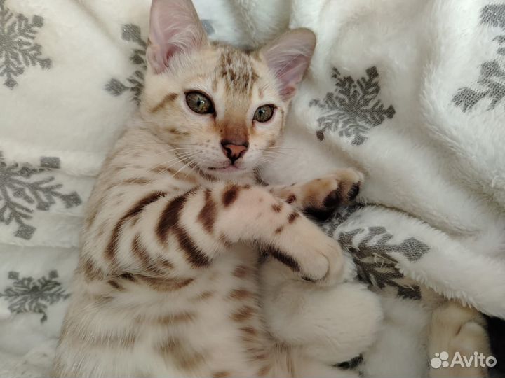 Бенгальский мальчик