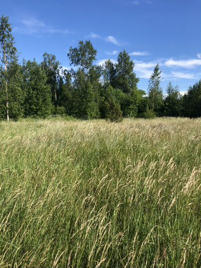 Участок 15 сот. (СНТ, ДНП)