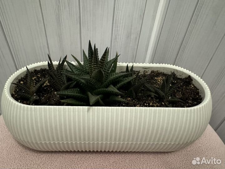 Садик из суккулентов