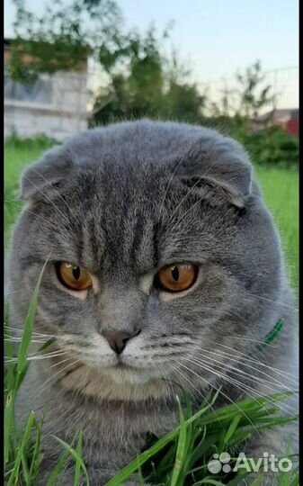 Шотландский кот