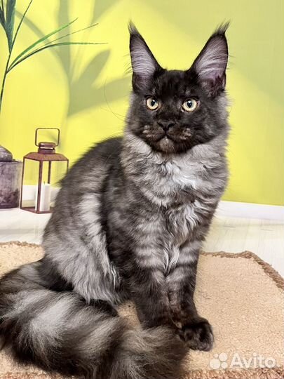 Котик мейн кун 4 мес