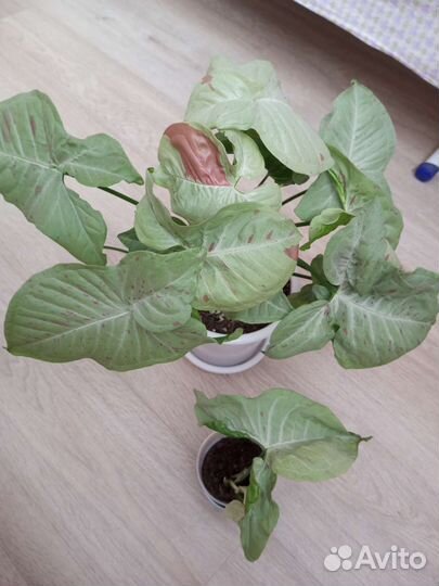 Сингониум Аом наг варигатный